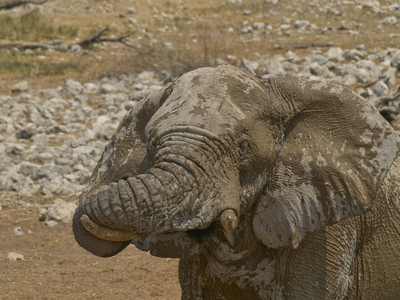 Okaukuejo, African Elephant